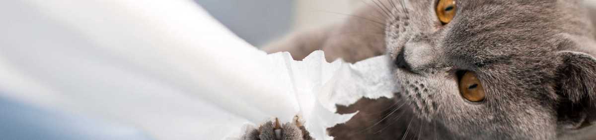 Chat faisant une bêtise